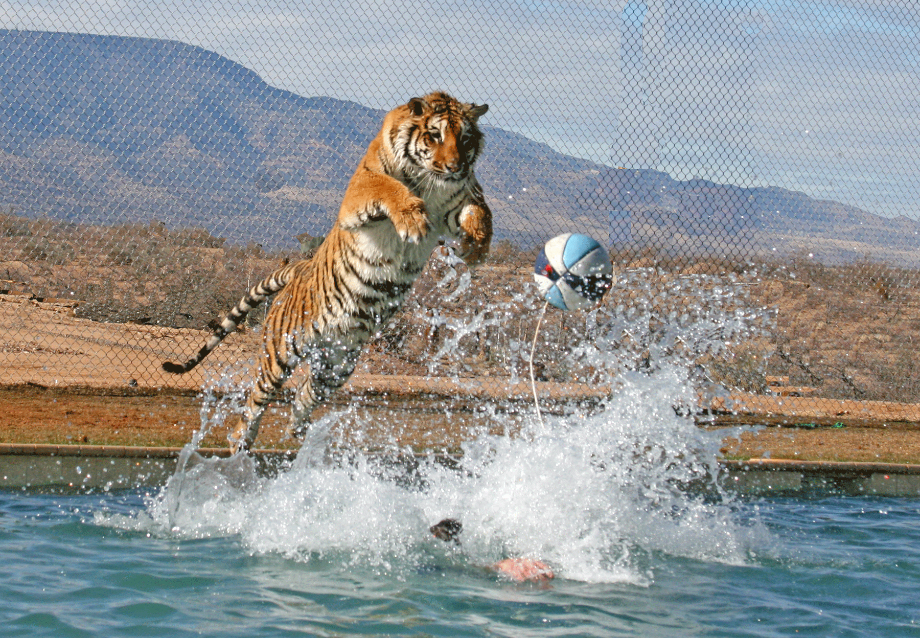 tigers in action