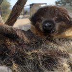 Two-Toed Sloth, “Bart”