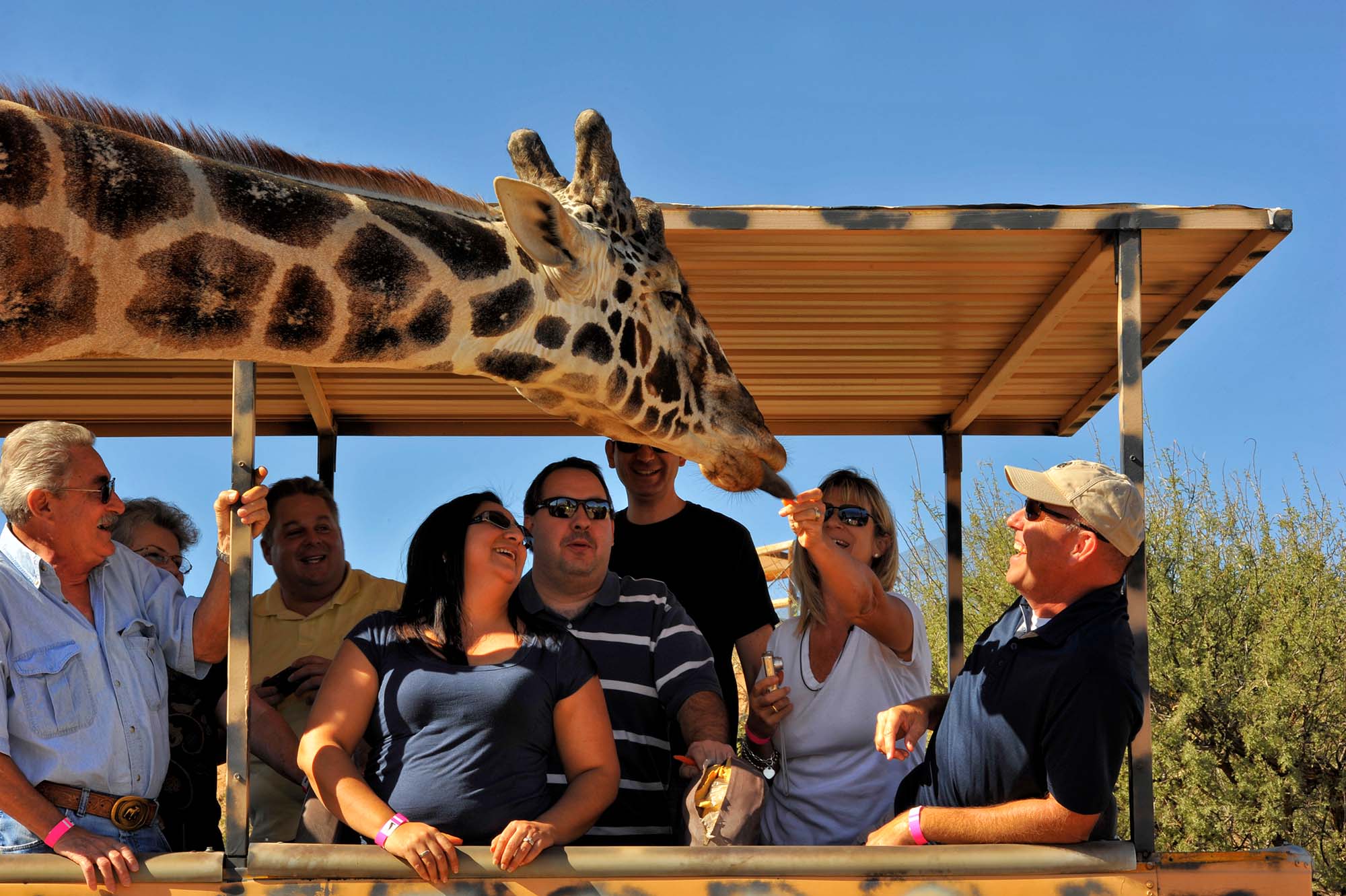 giraffe saying hi to tourists in Super Mog