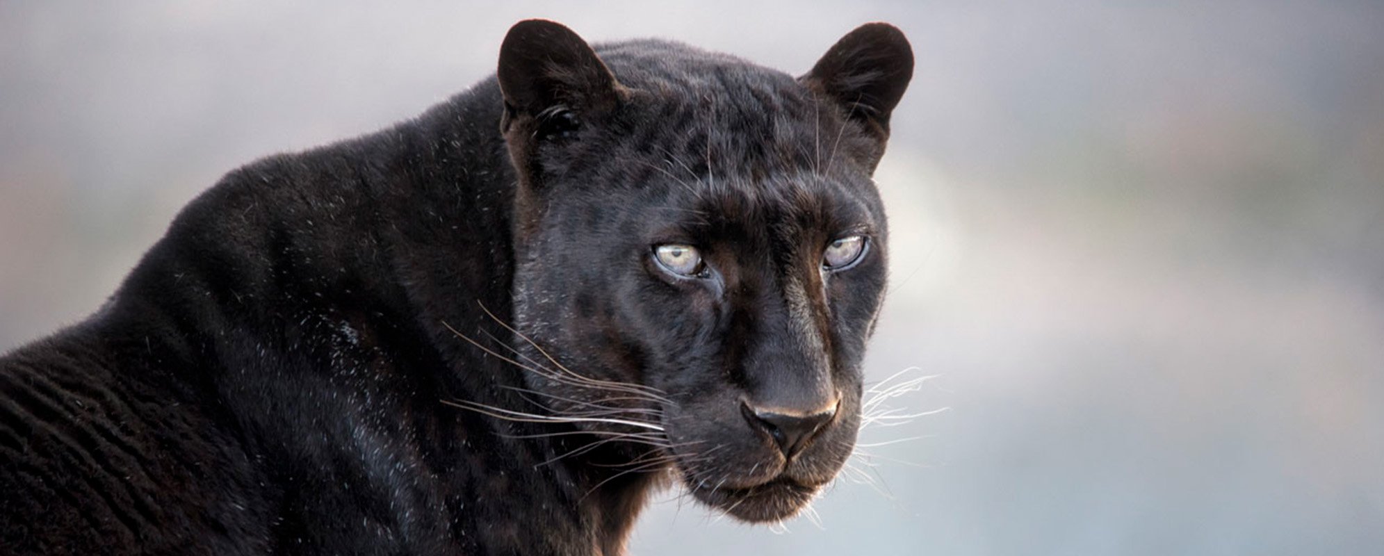 A black leopard staring out into the distance