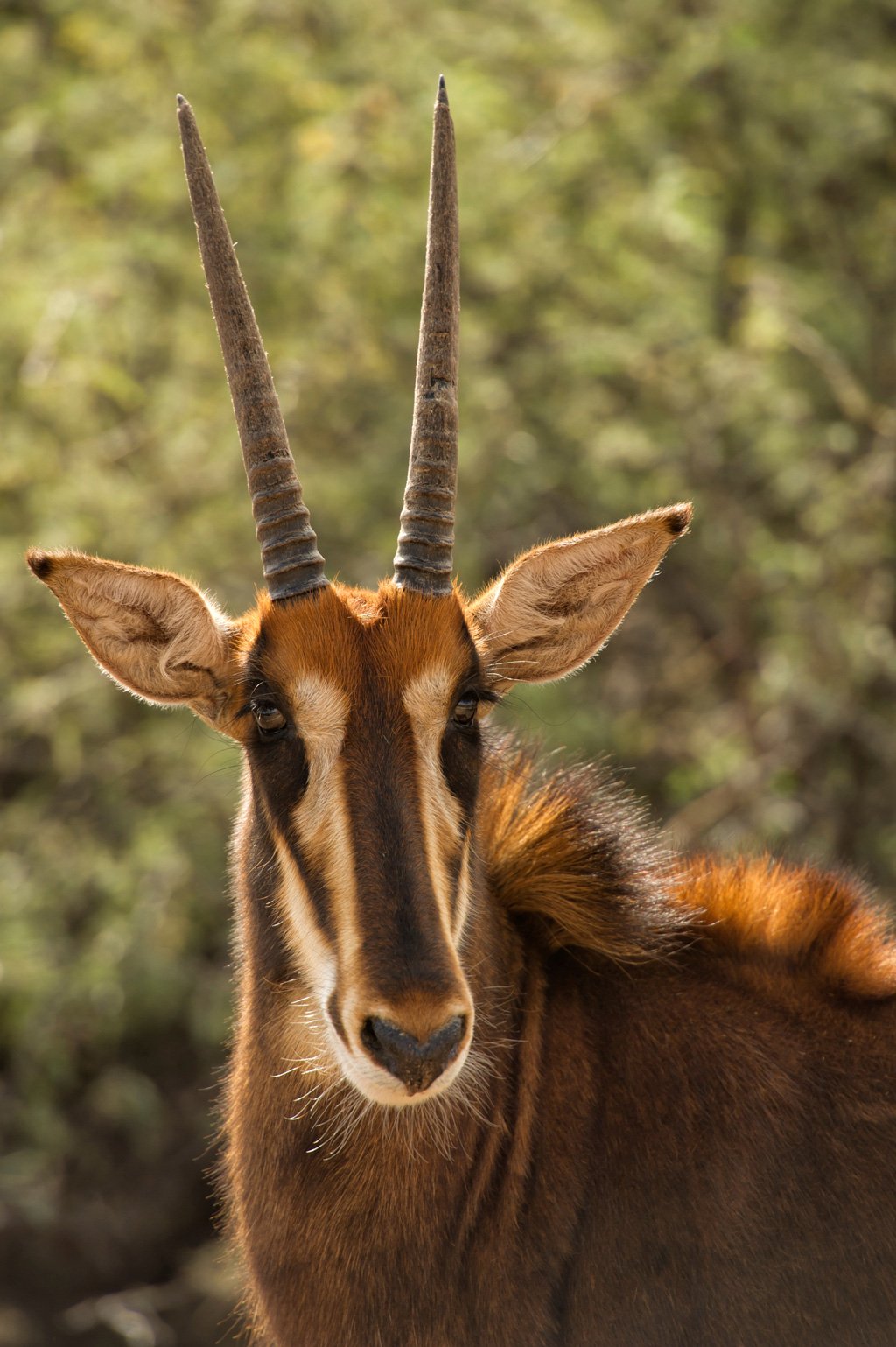 Sable Antelope - Out of Africa Wildlife Park