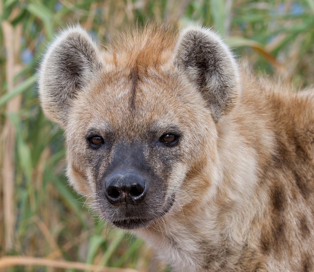 A hyena is laughing at the camera, waiting for you to visit Out of Africa Wildlife Park