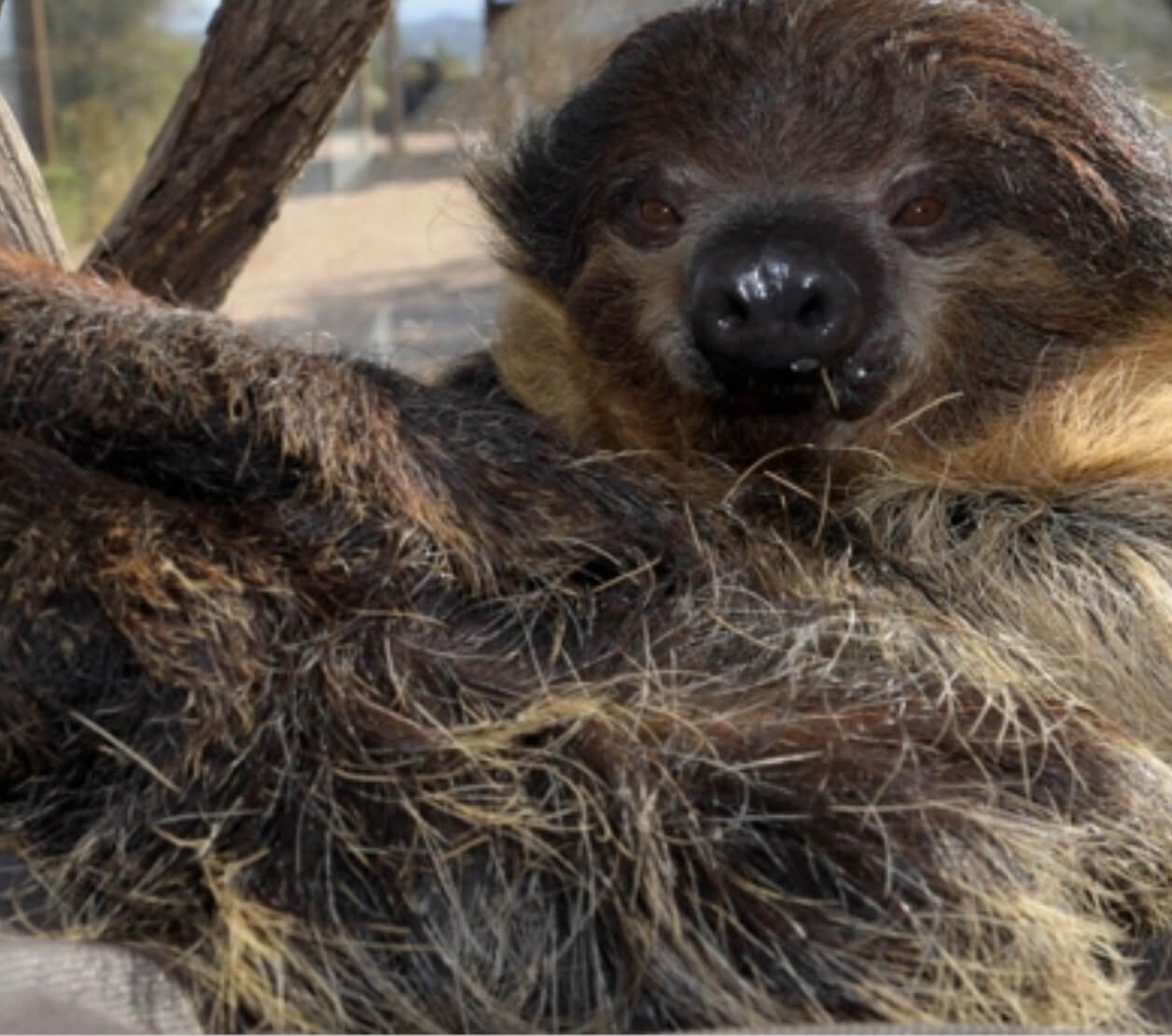 Bart the Sloth looks directly into the camera, waiting for you to visit him!