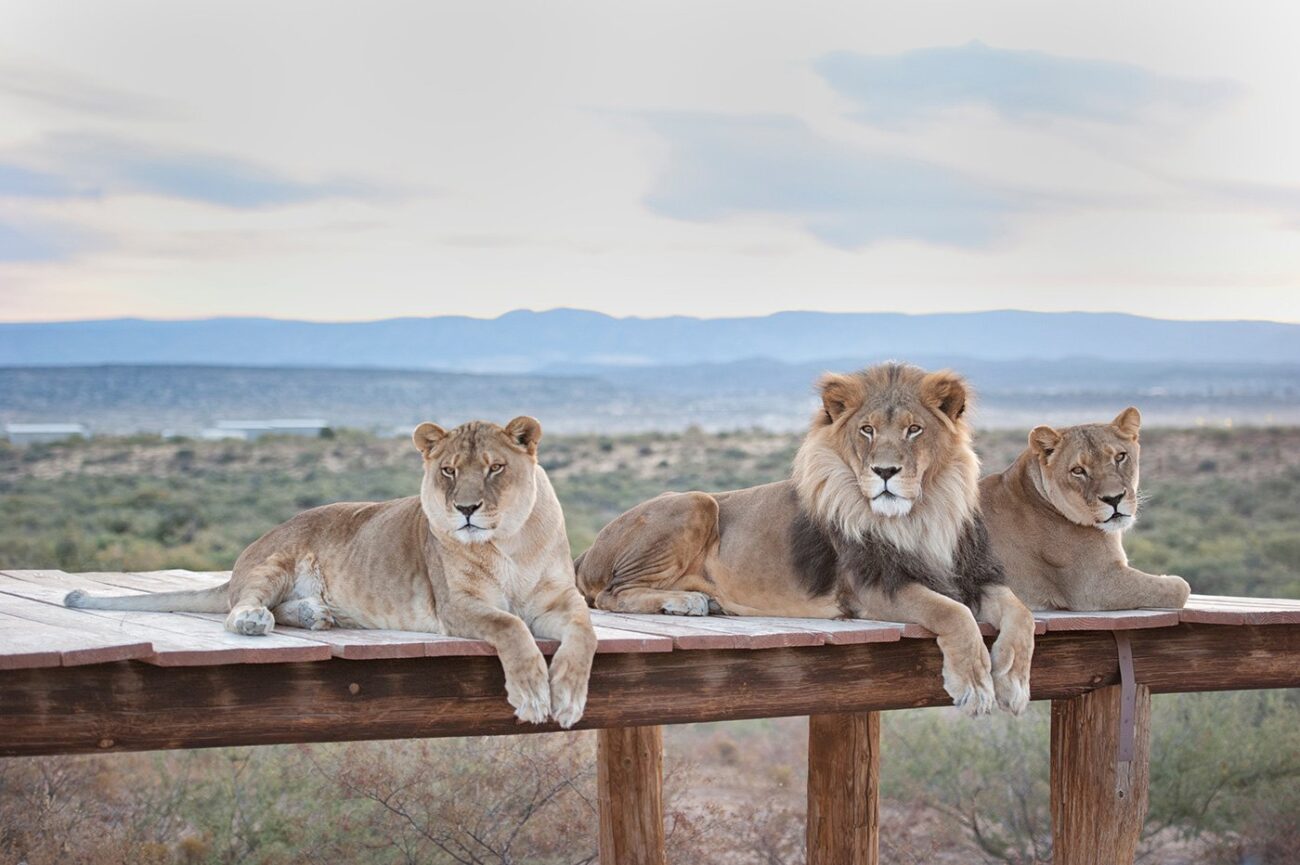 Tigers lounge on a platform at Out of Africa Safari Park
