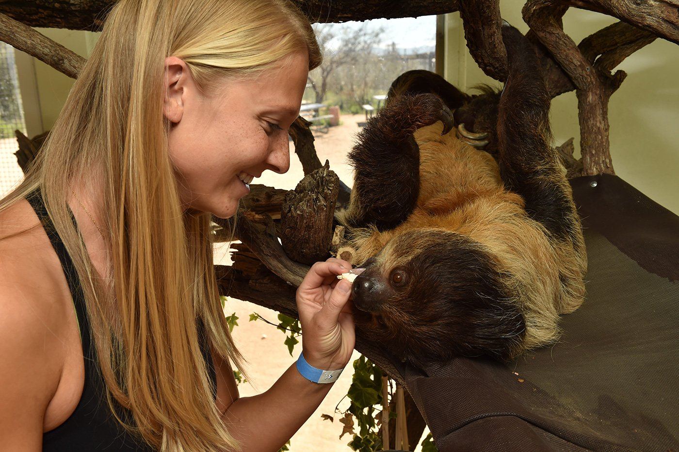 A keeper plays with Bart, the Sloth, at Out of Africa Wildlife Park