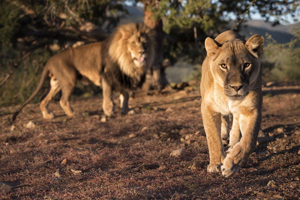 Lions explore the Arizona savannah at Out of Africa Wildlife Park