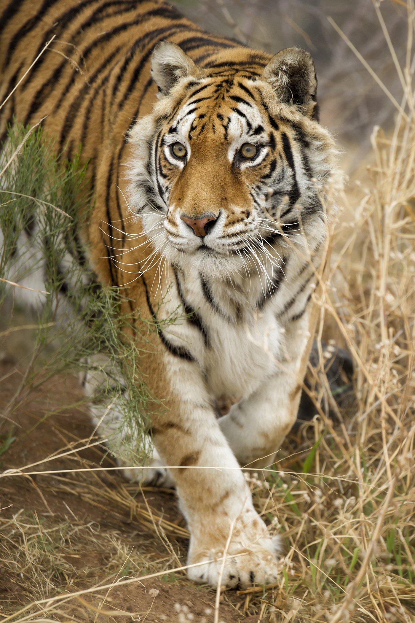 A tiger roams the savannah at the Safari Park