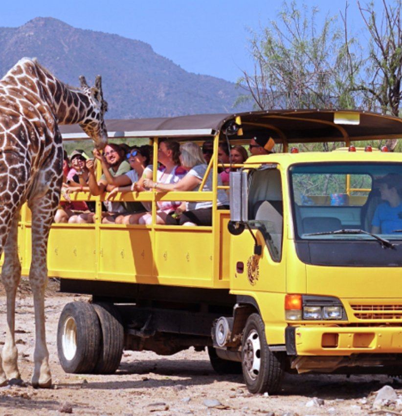 A giraffe stops to say hello to some travelers in a superMog.