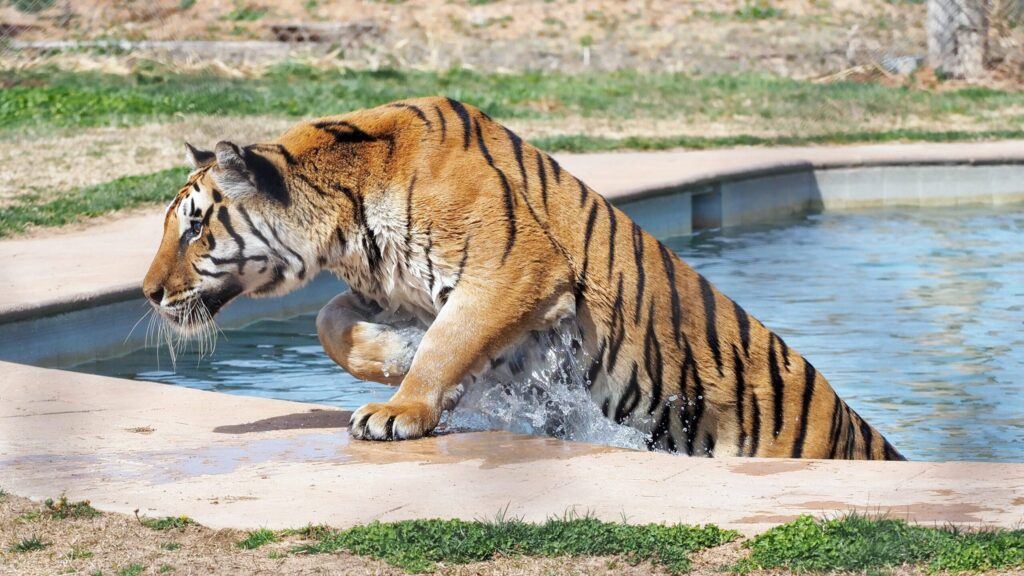 A Tiger having fun in Tiger Splash, one of the shows you can enjoy at the park