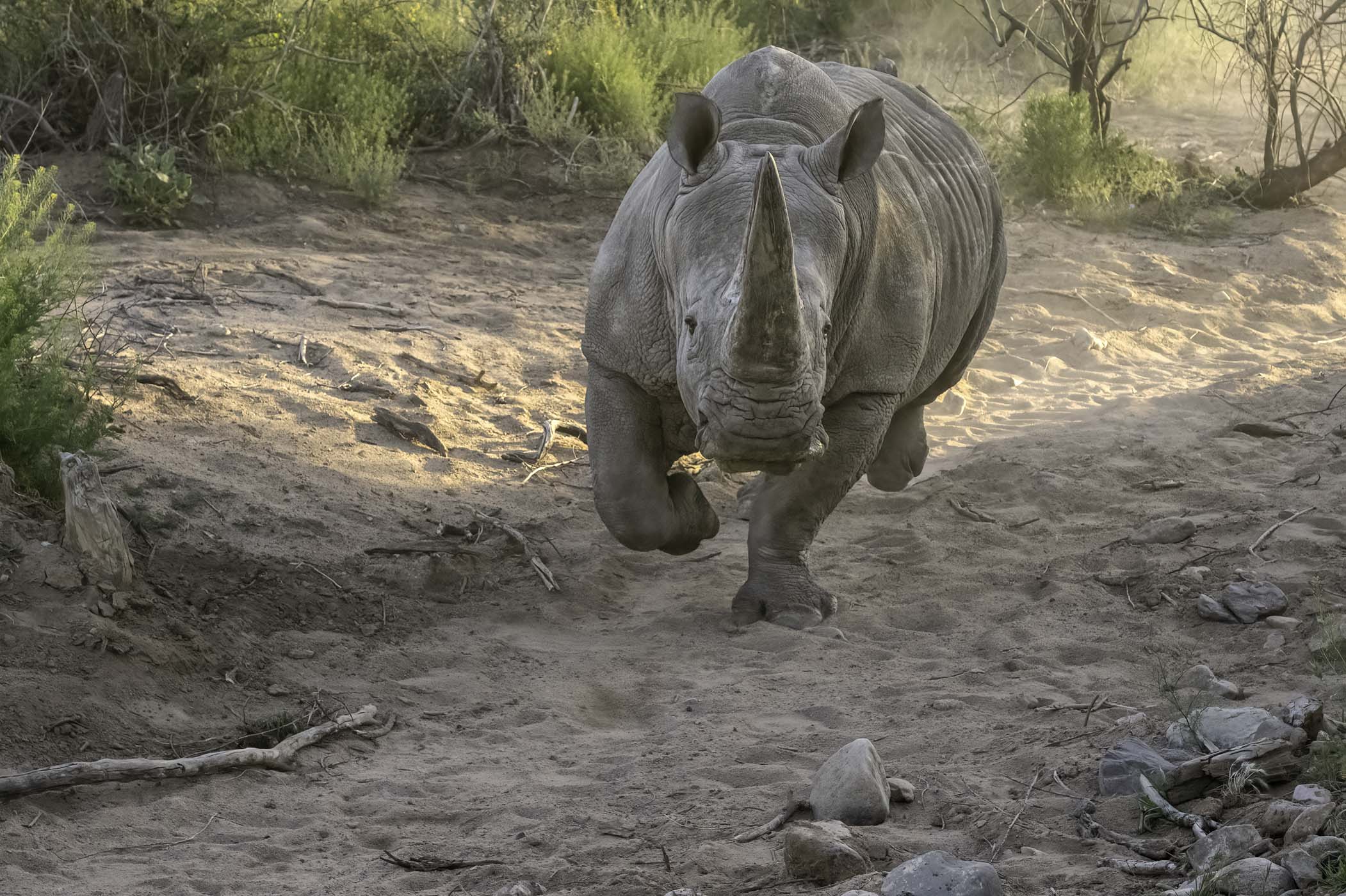 Southern white rhino named Jericho running towards the camera