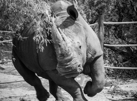 A black and white image of Jericho the Rhino playing