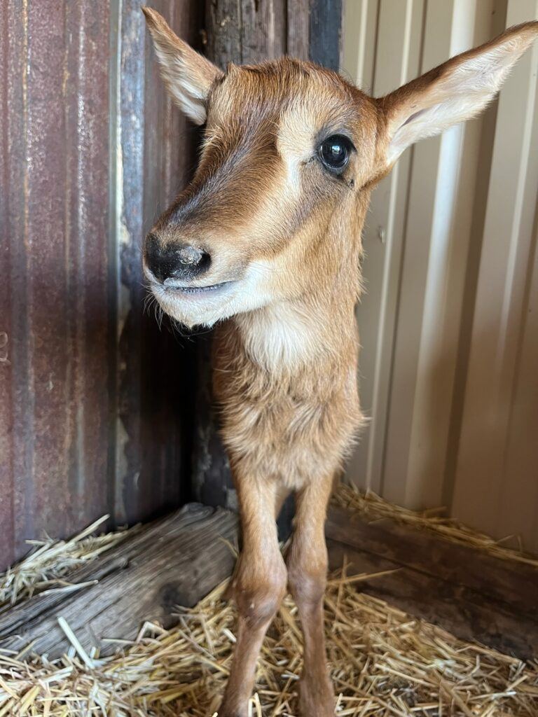 Baby Sable Antelope