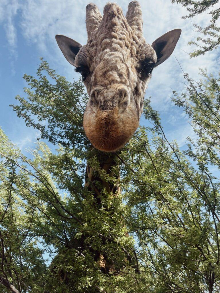 Pilgrim the giraffe looks at you