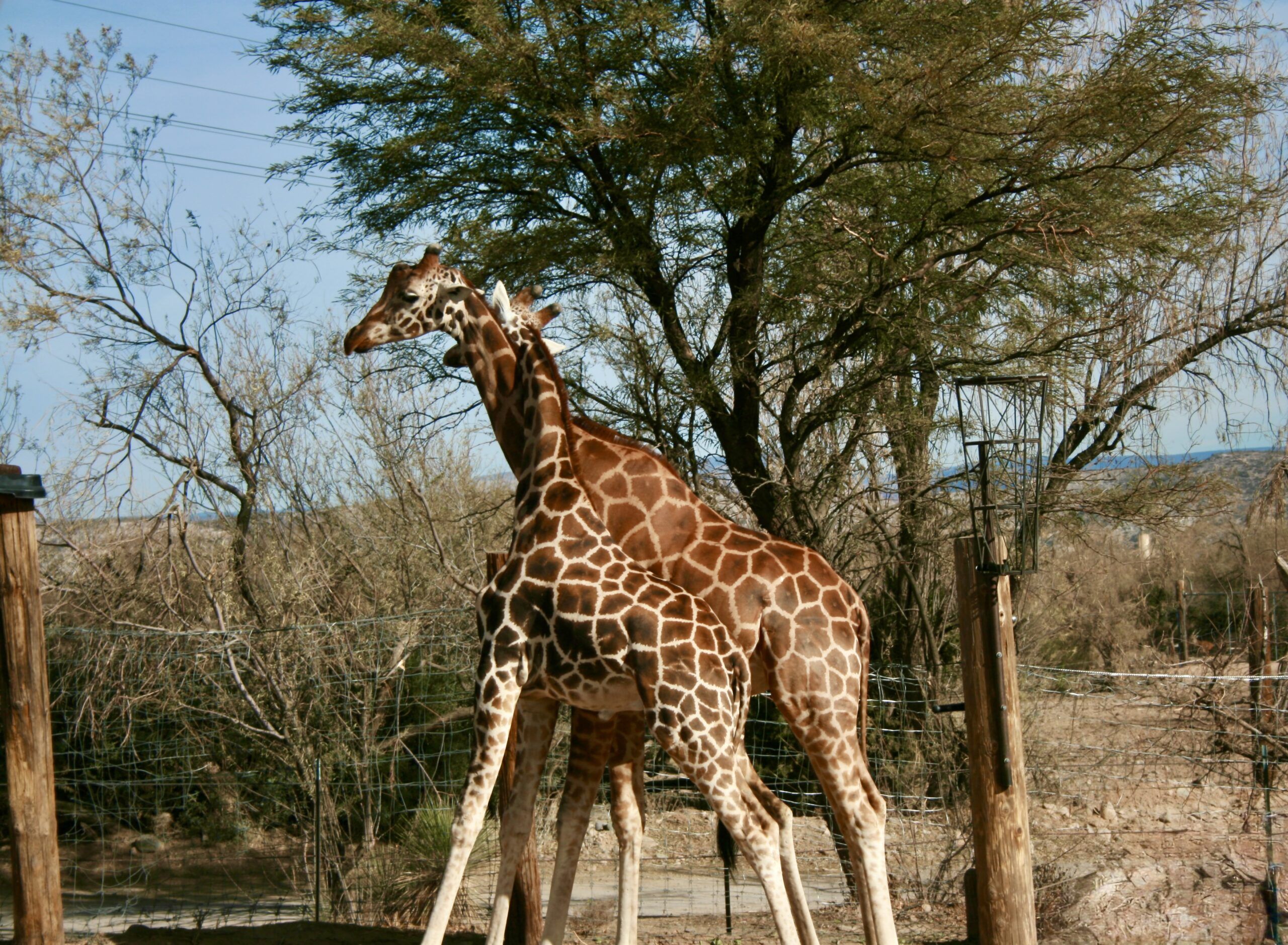 Temba is excited for his 6th birthday