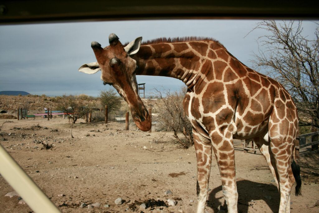 Temba waits for a cookie