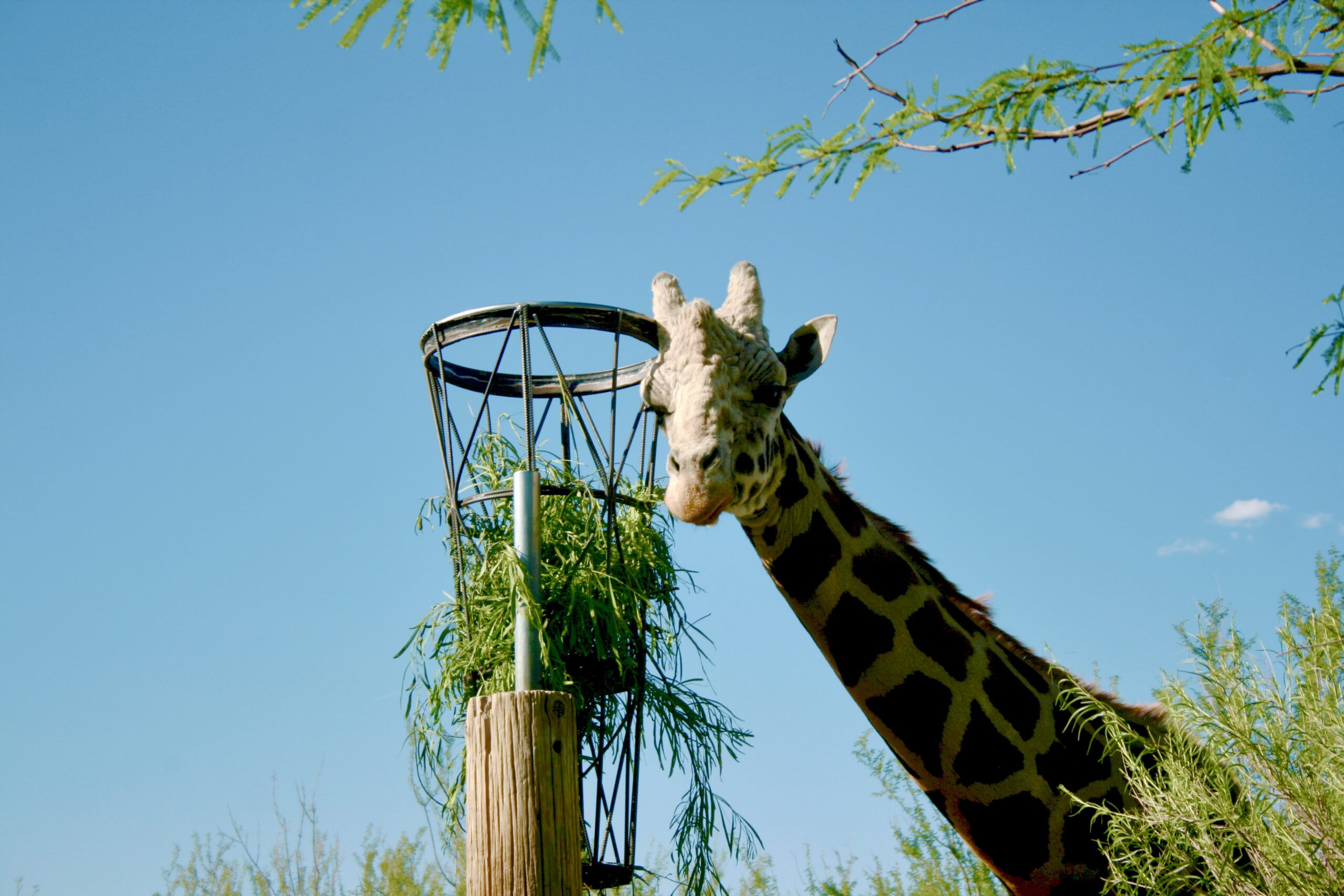 Pilgrim on his birthday