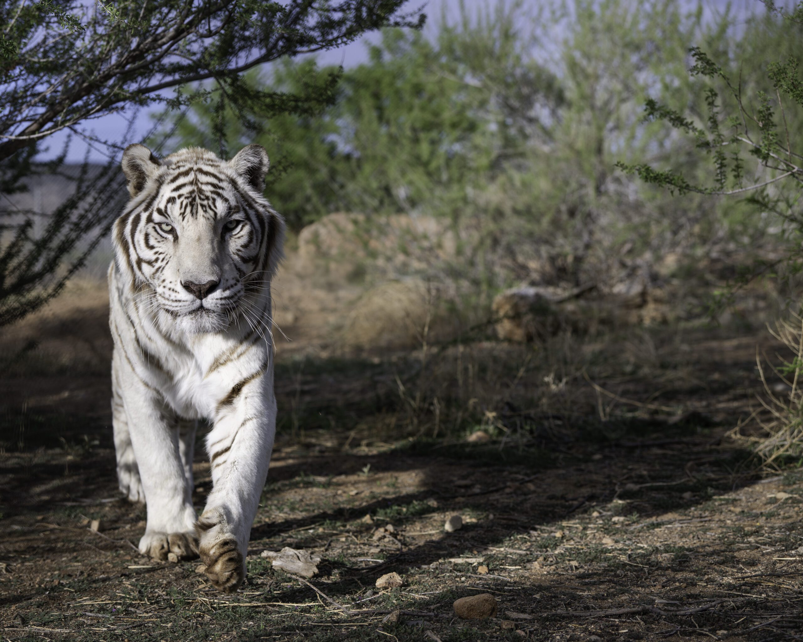 Gabriel the white siberian tiger walks towards the camera at out of africa wildlife park.