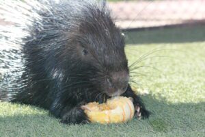 African crested porcupine holds and gnaws on a food enrichment item designed to promote natural foraging behavior at Out of Africa Wildlife Park.