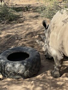 Southern white rhinoceros explores a large tire enrichment item inside its habitat at Out of Africa Wildlife Park, encouraging natural investigation and movement.