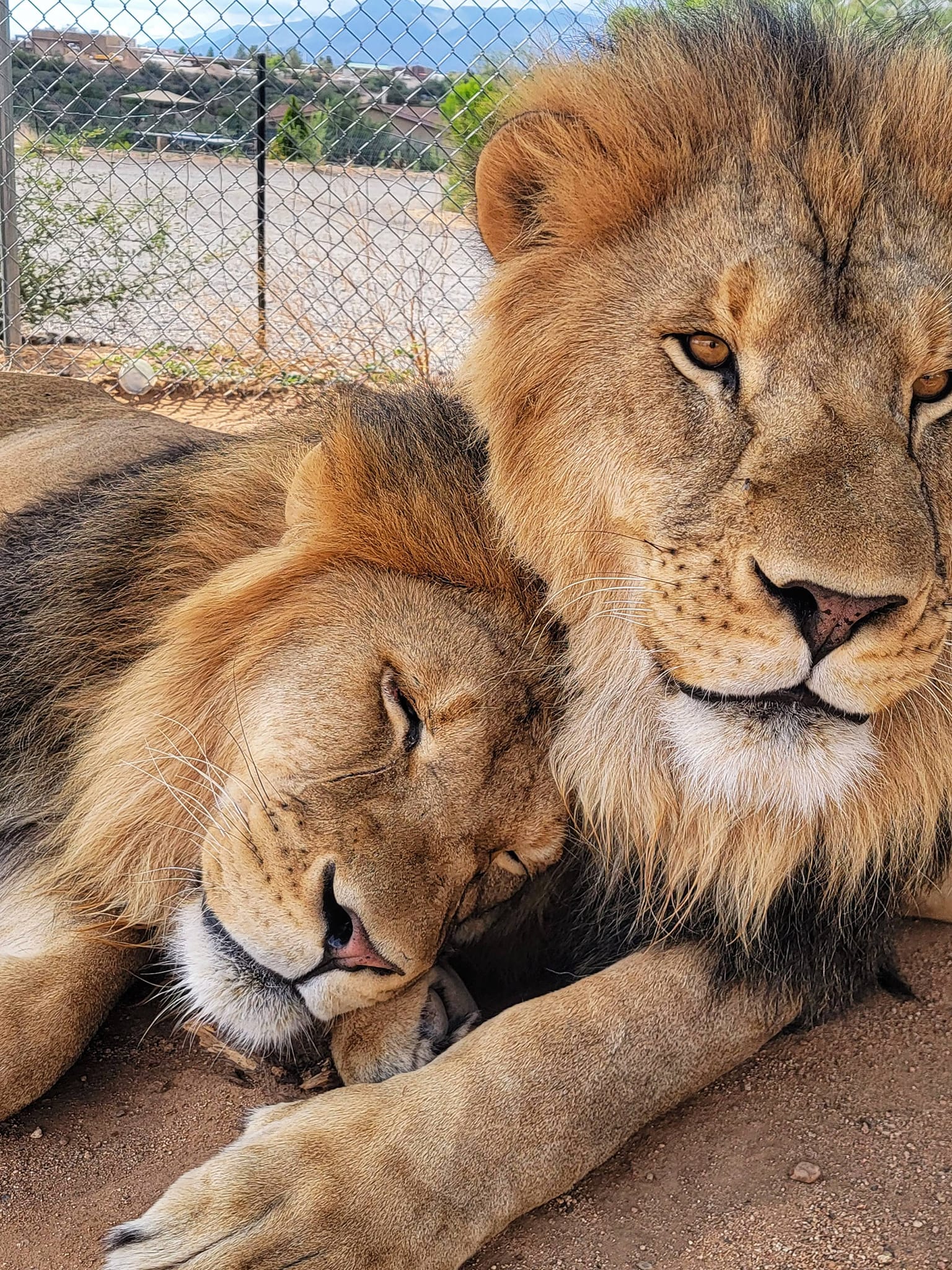Two lions snuggling.