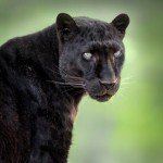 Black Leopard, “Enoch”