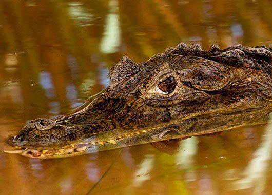 Spectacled Caiman, “Fisher”