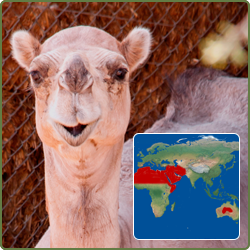 Dromedary Camel, 