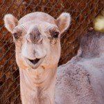 Dromedary Camel, “Humphrey”