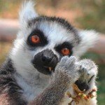 Ring-tailed Lemur, “Sedona”