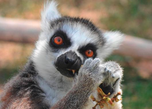 Ring-tailed Lemur, “Sedona”