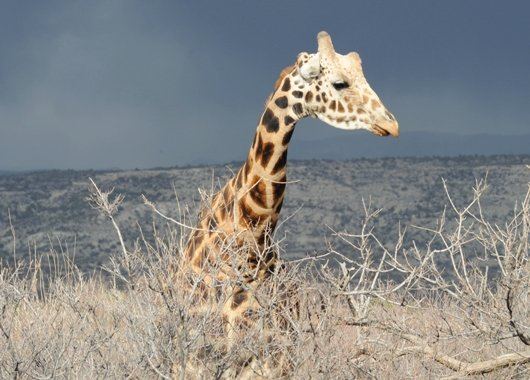 Reticulated Giraffe, Kibo