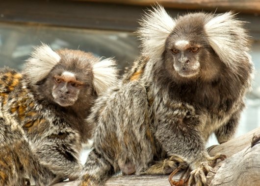 Marmoset Monkey, “Jag & Bently”