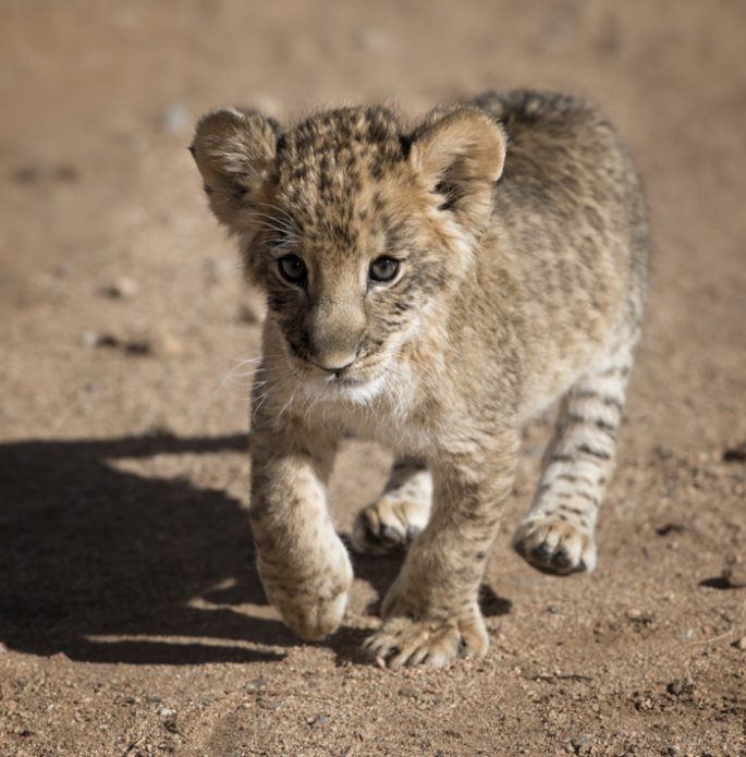 It's Time to Meet the Next Generation - Out of Africa Wildlife Park