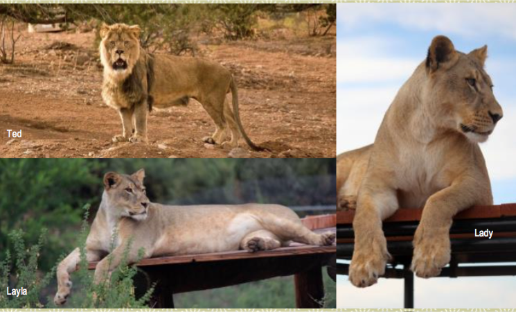 Endangered Lions Arrive at Out of Africa