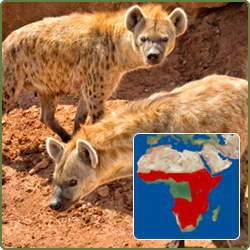 Spotted Hyena, 